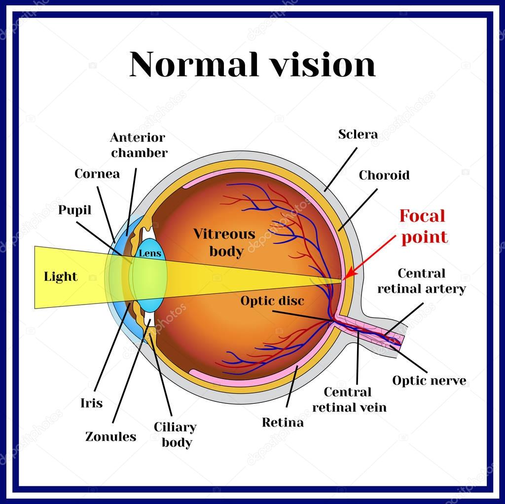 Normal vision. Eyeball structure.