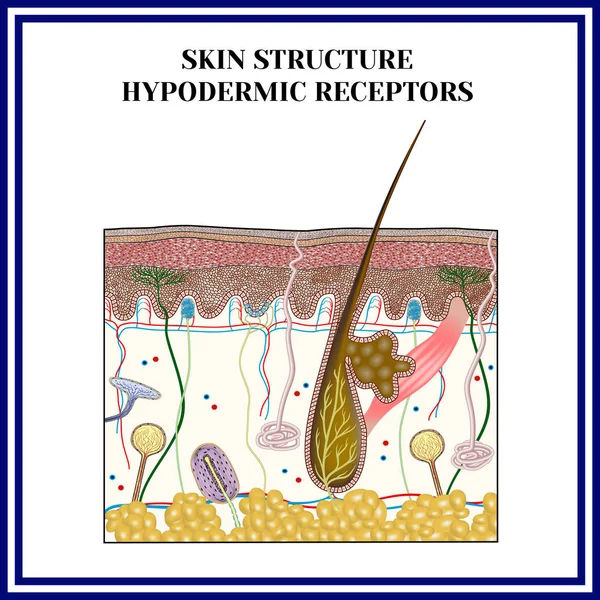 Estrutura da pele. Receptores hipodérmicos . —  Vetores de Stock