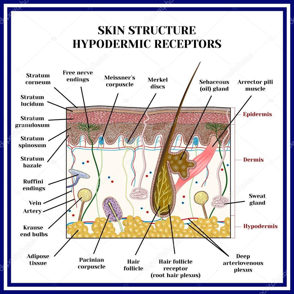 Skin structure. Hypodermic receptors.