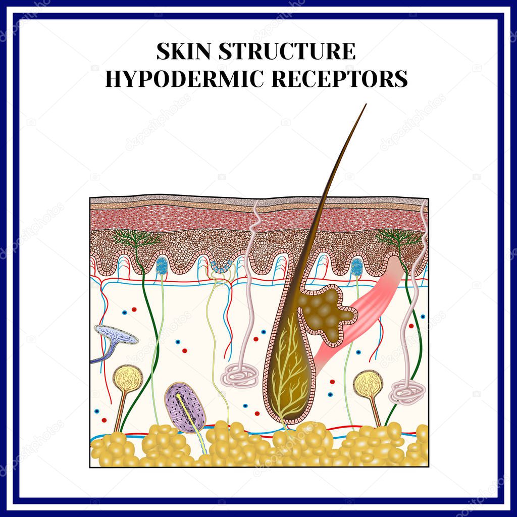 Skin structure. Hypodermic receptors.