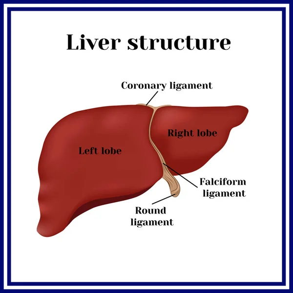 Liver. Liver structure. — Stock Vector