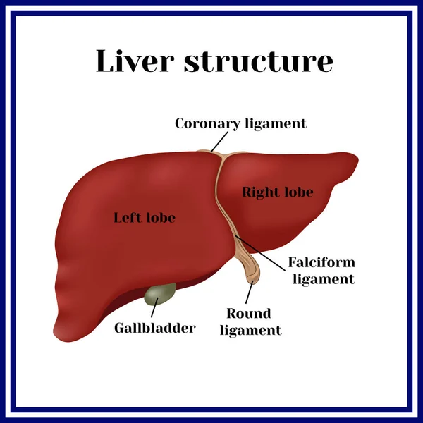 Wątroby. Struktury wątroby. — Wektor stockowy