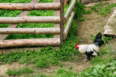 Güzel renkli horoz üzerinde açık.