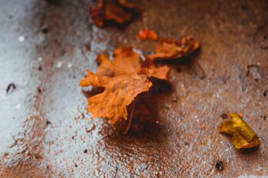 Yere düşen sonbahar yaprakları