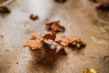 Yere düşen sonbahar yaprakları