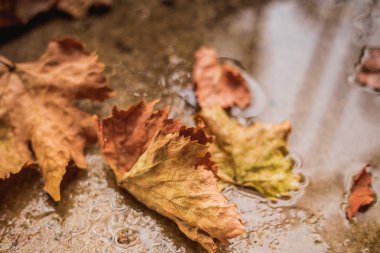 Yere düşen sonbahar yaprakları