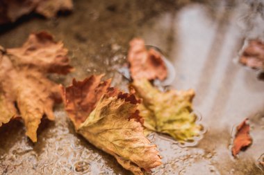 Yere düşen sonbahar yaprakları