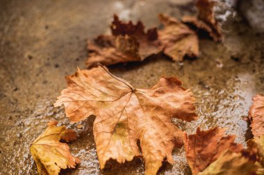 Yere düşen sonbahar yaprakları
