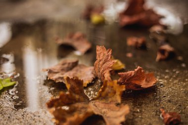 Yere düşen sonbahar yaprakları