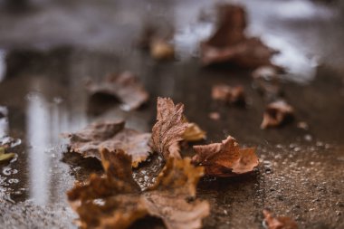 Yere düşen sonbahar yaprakları