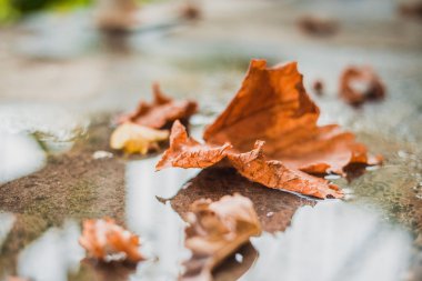 Yere düşen sonbahar yaprakları