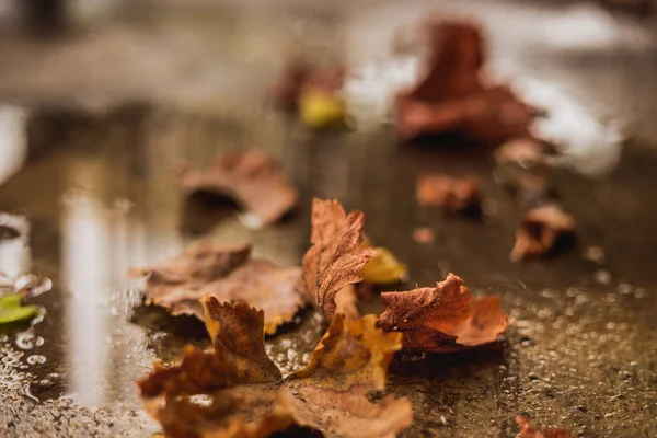 Yere düşen sonbahar yaprakları