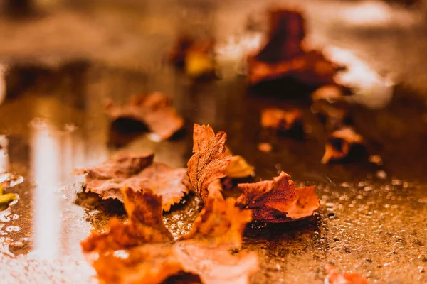 Daun jatuh musim gugur di tanah — Stok Foto