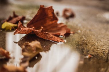 Yere düşen sonbahar yaprakları