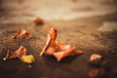 Yere düşen sonbahar yaprakları