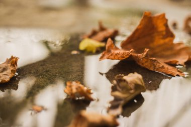 Yere düşen sonbahar yaprakları
