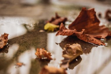 Yere düşen sonbahar yaprakları