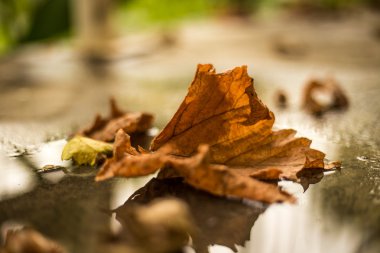 Yere düşen sonbahar yaprakları
