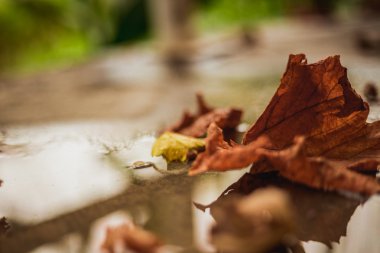 Yere düşen sonbahar yaprakları