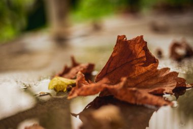 Yere düşen sonbahar yaprakları