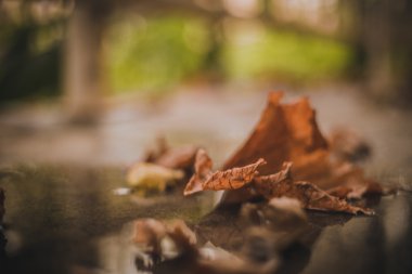 Yere düşen sonbahar yaprakları