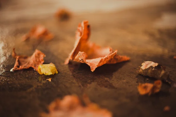 Folhas de outono caídas no chão — Fotografia de Stock