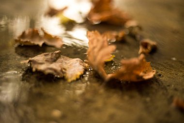 Yere düşen sonbahar yaprakları