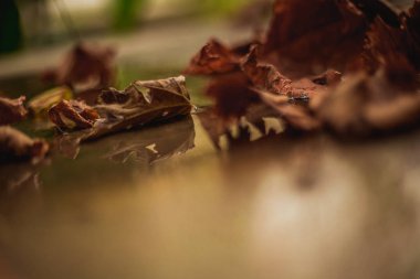 Yere düşen sonbahar yaprakları