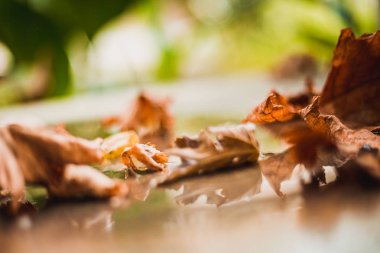 Yere düşen sonbahar yaprakları