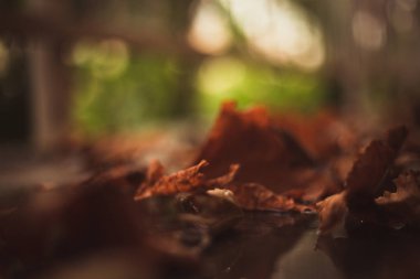 Yere düşen sonbahar yaprakları