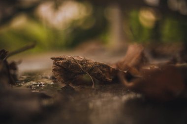 Yere düşen sonbahar yaprakları