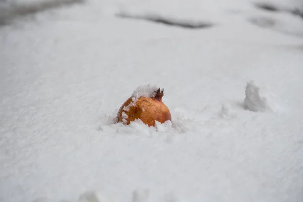 Fresh granaty na tle śniegu — Zdjęcie stockowe