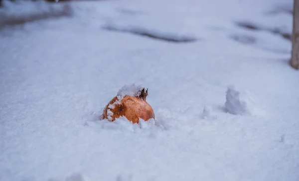 Fresh granaty na tle śniegu — Zdjęcie stockowe