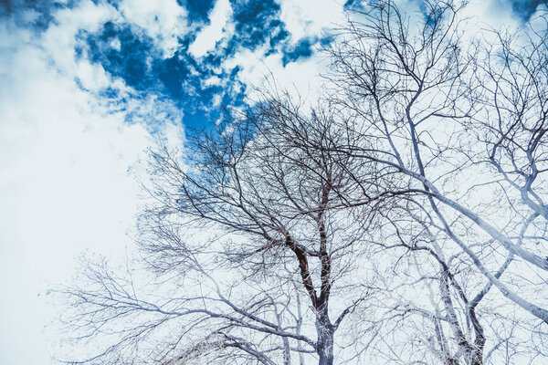 Silhouette of lonely tree and on cloudy blue sky. background