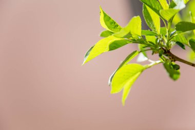 taze ve yeşil yaprak