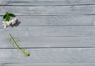 ahşap arka plan bahar çiçeği