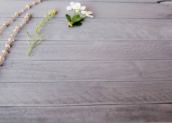 Spring blossom on wood background — Stok Foto