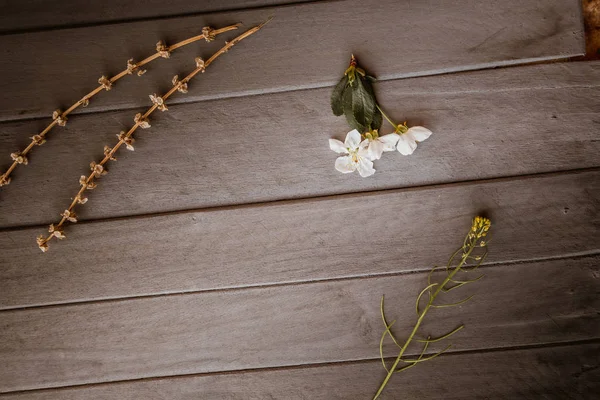 Våren blossom på trä bakgrund — Stockfoto