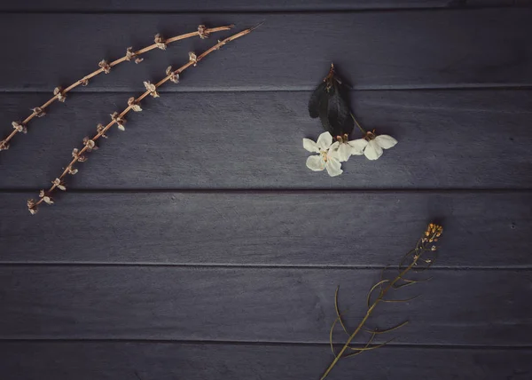 Spring blossom on wood background — Stock Photo, Image