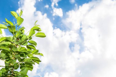 Yeşil mavi gökyüzü arka plan beyaz yumuşak bulut ile yaprağına