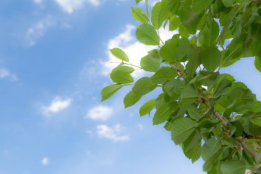 Yeşil mavi gökyüzü arka plan beyaz yumuşak bulut ile yaprağına