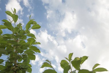 Yeşil mavi gökyüzü arka plan beyaz yumuşak bulut ile yaprağına