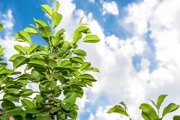 Hoja verde sobre fondo azul cielo con nube blanca suave — Foto de Stock