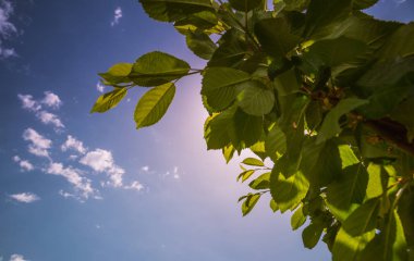 Yeşil mavi gökyüzü arka plan beyaz yumuşak bulut ile yaprağına