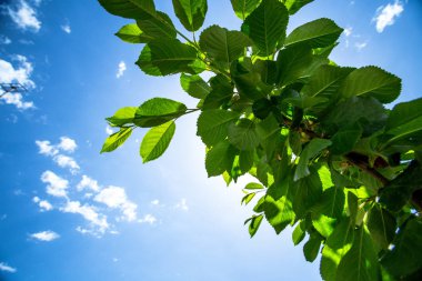 Yeşil mavi gökyüzü arka plan beyaz yumuşak bulut ile yaprağına