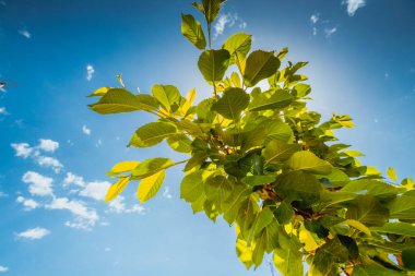 Yeşil mavi gökyüzü arka plan beyaz yumuşak bulut ile yaprağına