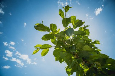 Yeşil mavi gökyüzü arka plan beyaz yumuşak bulut ile yaprağına
