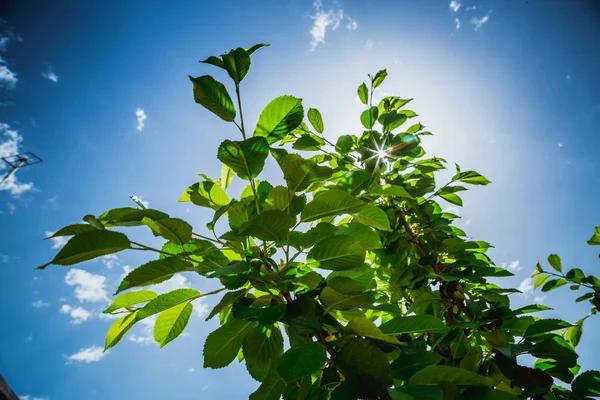 Green leaf on blue sky background with white soft cloud