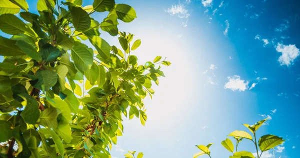 Green leaf on blue sky background with white soft cloud