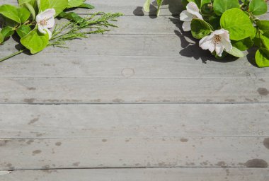 ahşap zemin üzerinde kiraz çiçeği. kopya alanı.